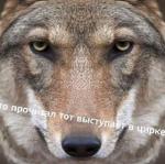 Красноярский Волк